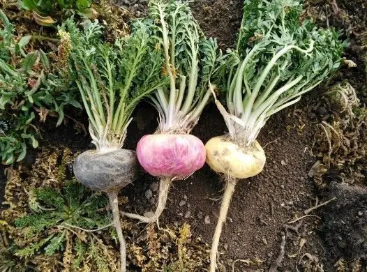 Maca Root