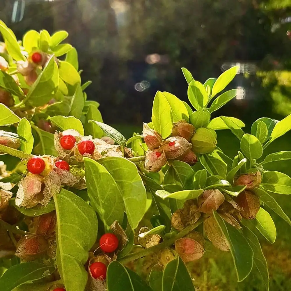Ashwagandha